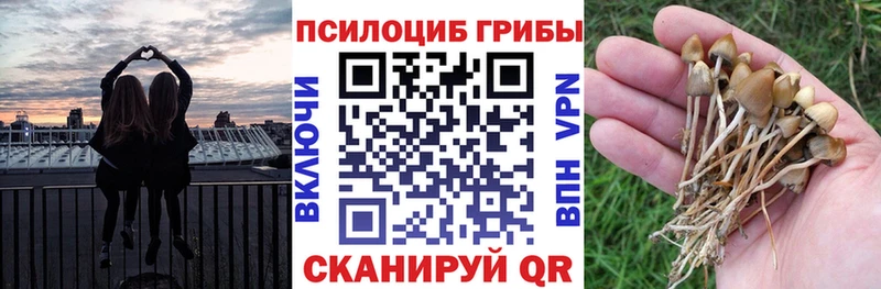 наркошоп  Балей  mega зеркало  Псилоцибиновые грибы Psilocybine cubensis 